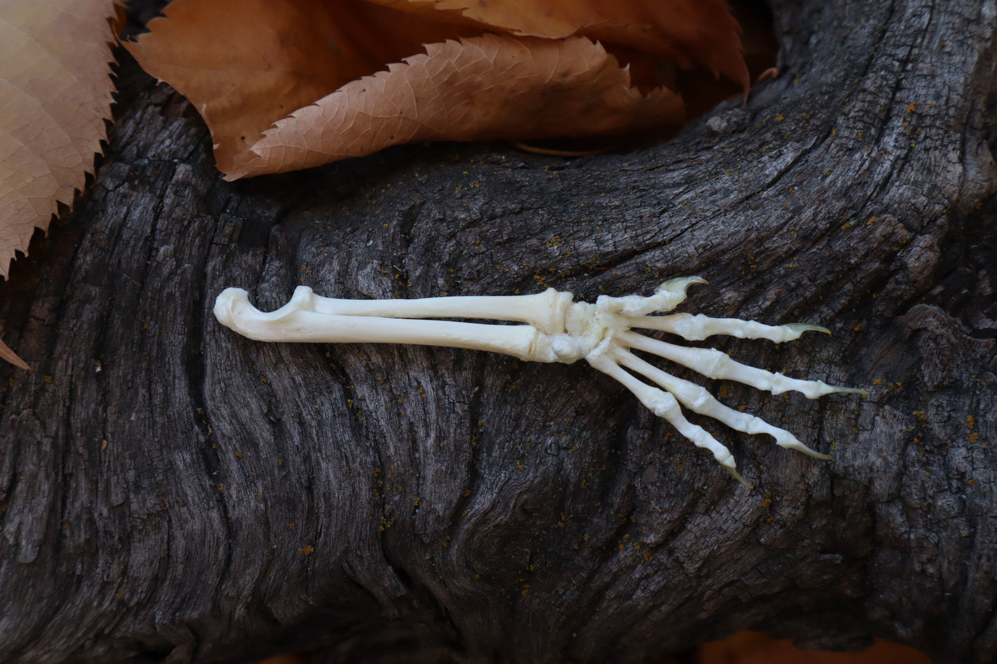 Reserved for Shayne - Kitten Arm Articulation