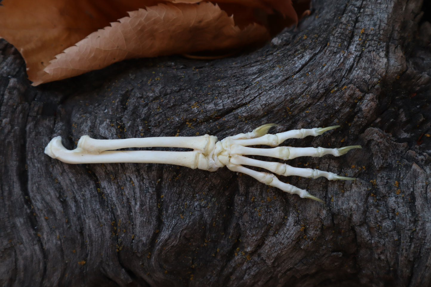 Kitten Arm Articulation