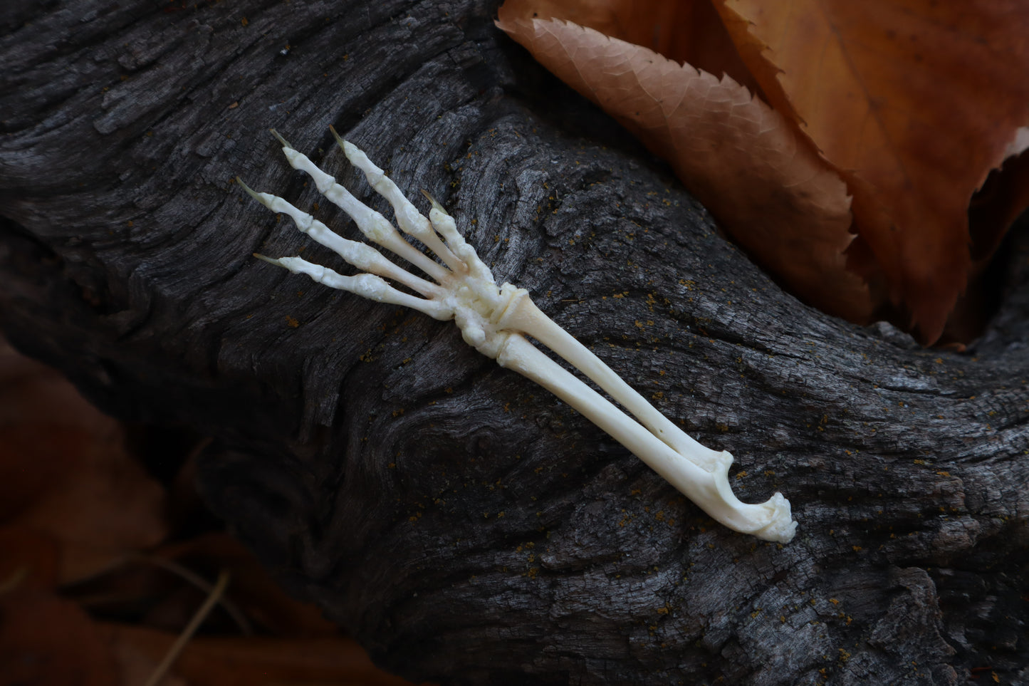 Kitten Arm Articulation