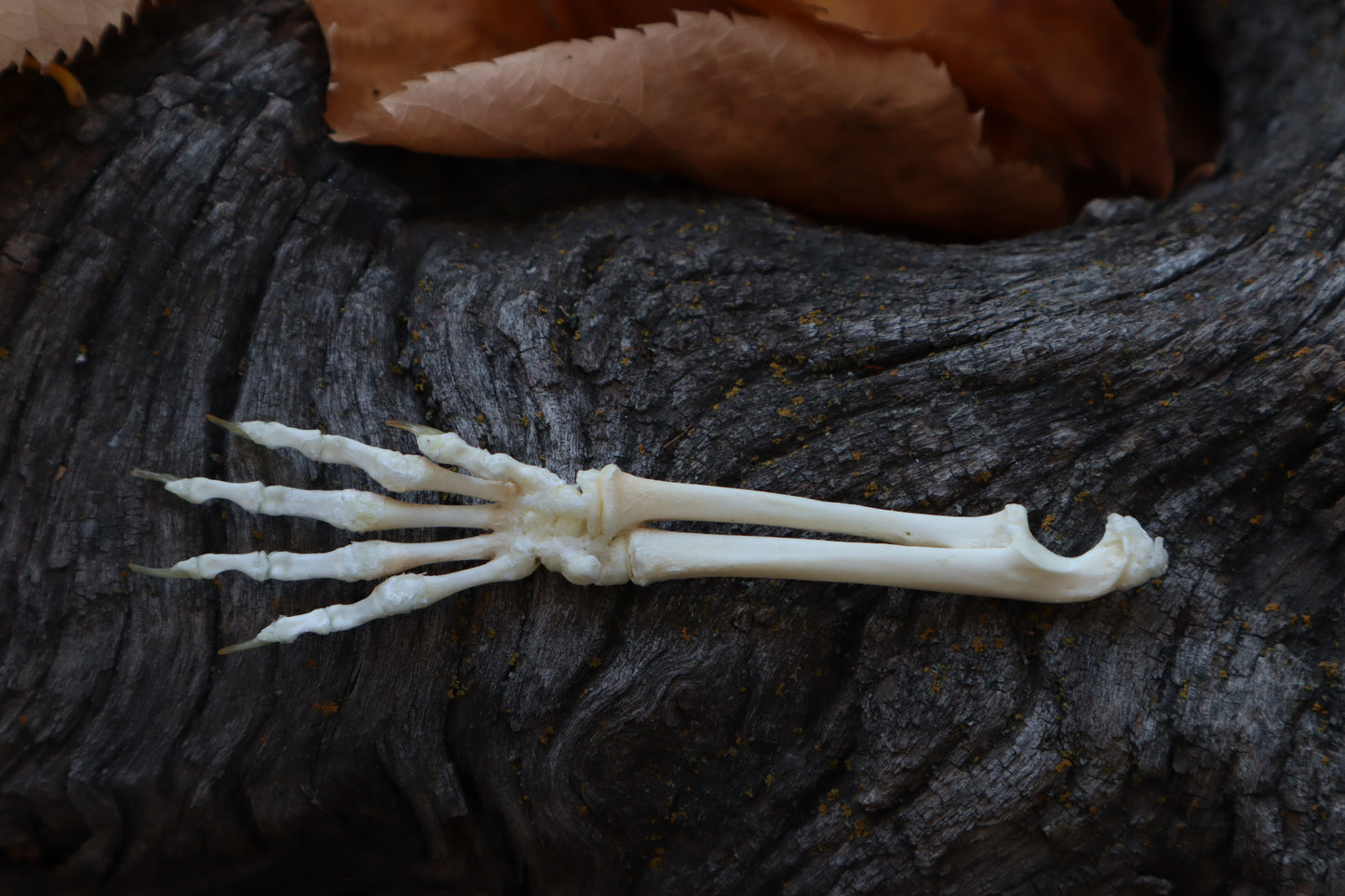 Kitten Arm Articulation