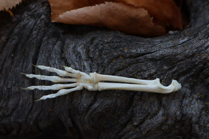 Kitten Arm Articulation