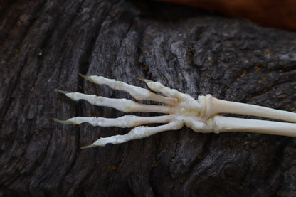 Kitten Arm Articulation