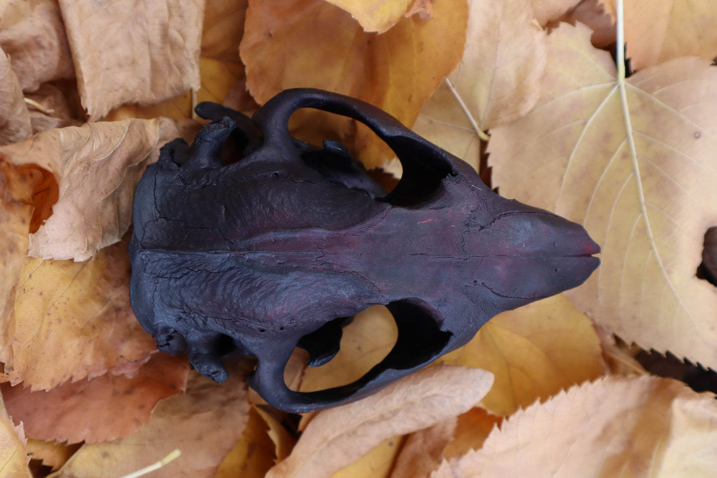Abyssal Beaver Skull