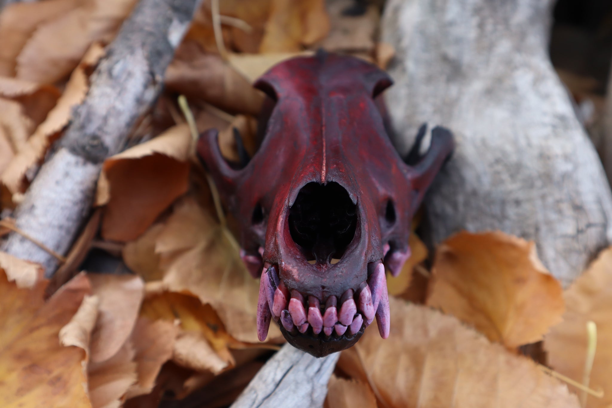 Crimson Coyote Skull