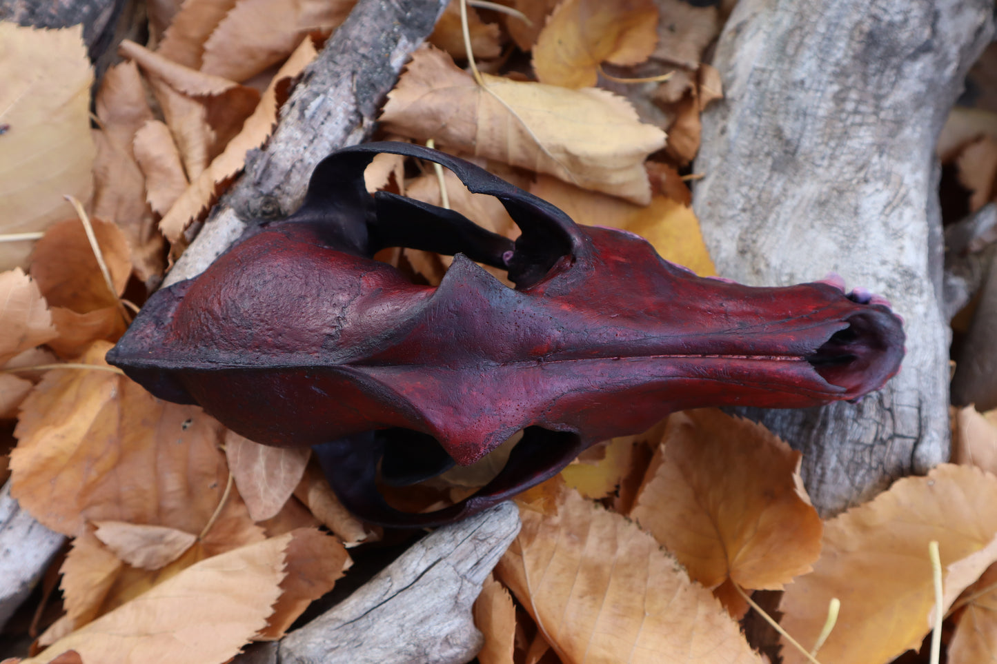 Crimson Coyote Skull
