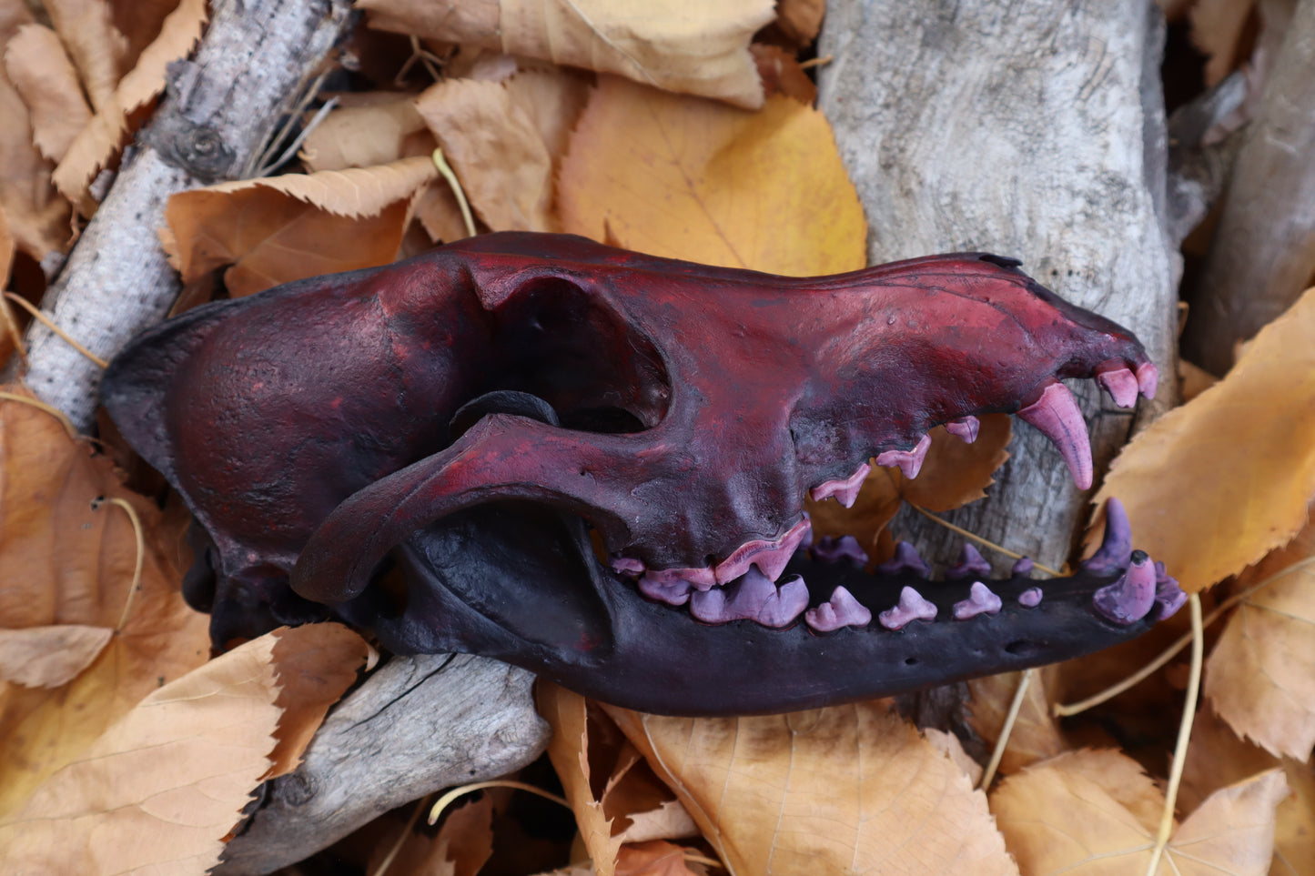 Crimson Coyote Skull