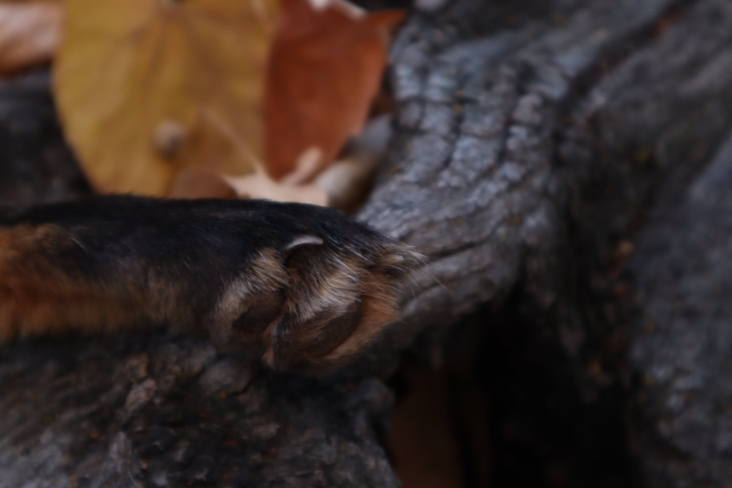 Red Fox Paw Knife