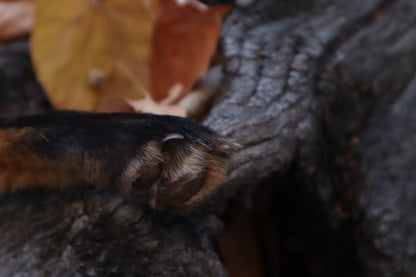 Red Fox Paw Knife