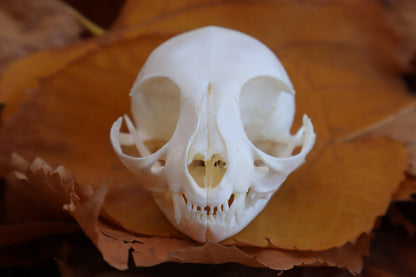 Kitten Skull