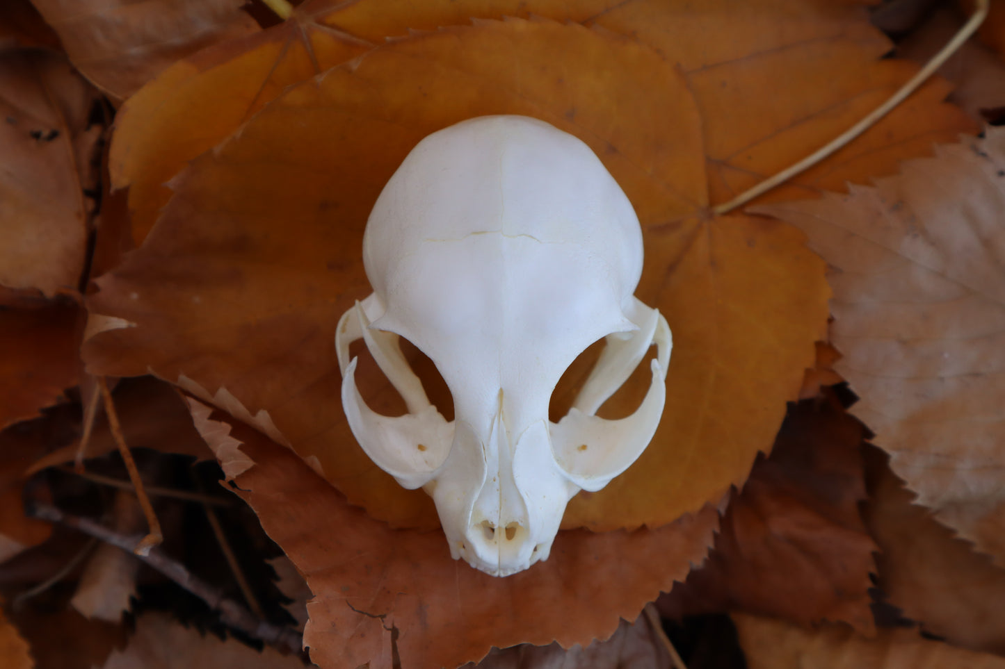 Kitten Skull