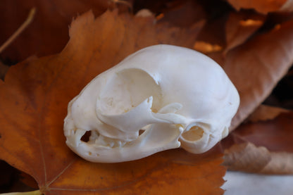 Kitten Skull