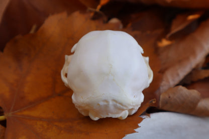 Kitten Skull