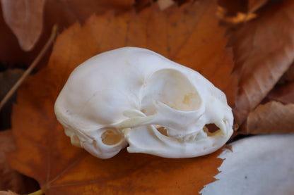 Kitten Skull