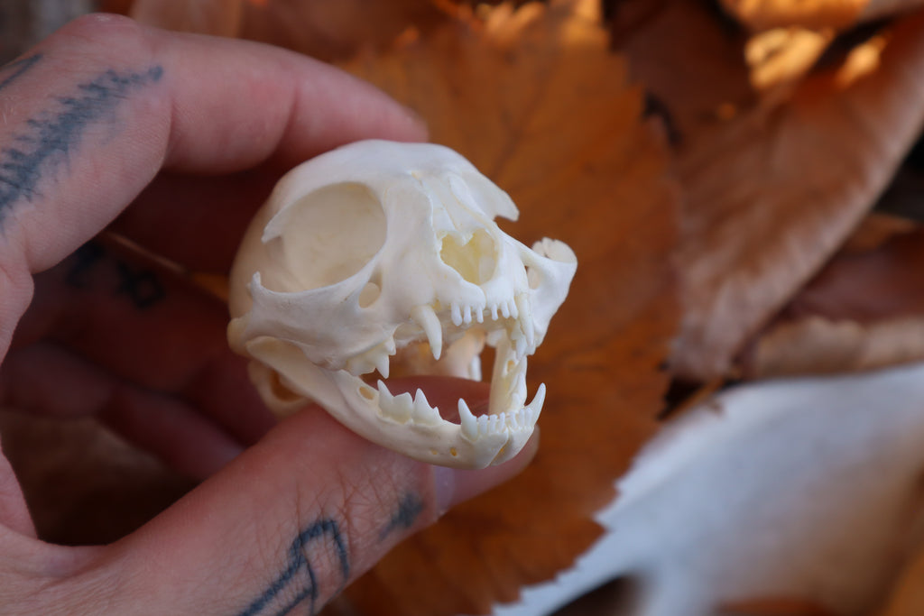 Kitten Skull
