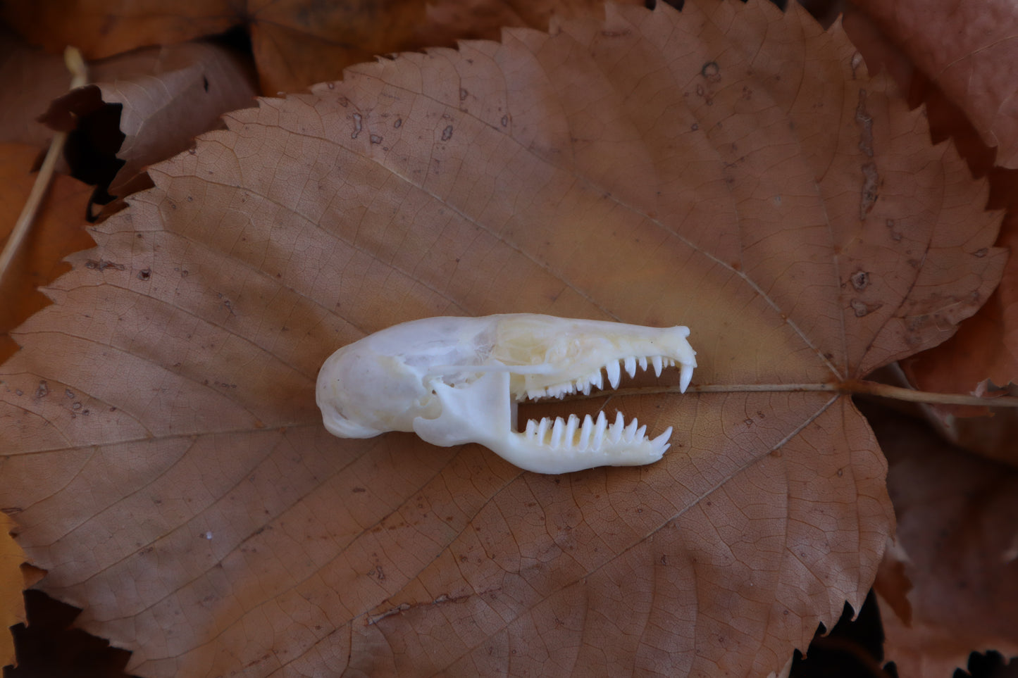 Eastern Mole Skull