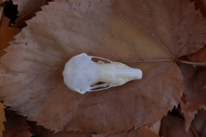 Eastern Mole Skull