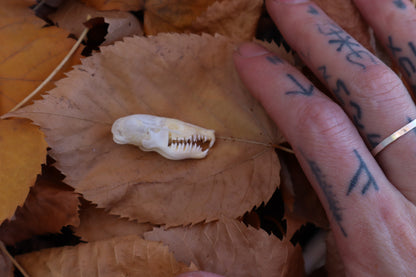 Eastern Mole Skull