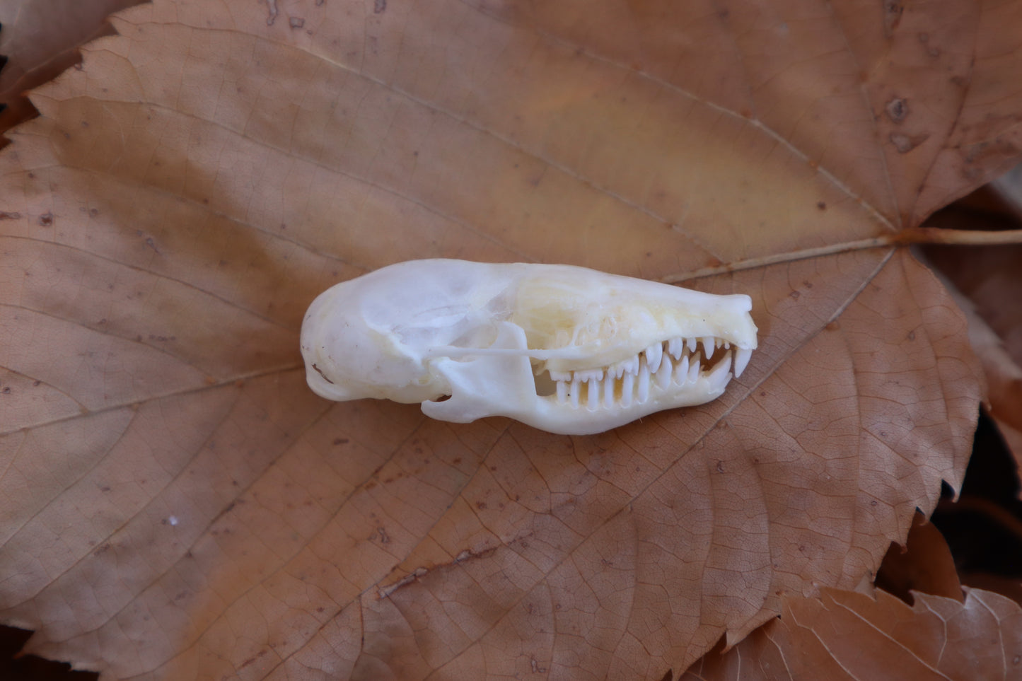 Eastern Mole Skull