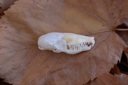 Eastern Mole Skull