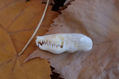 Eastern Mole Skull