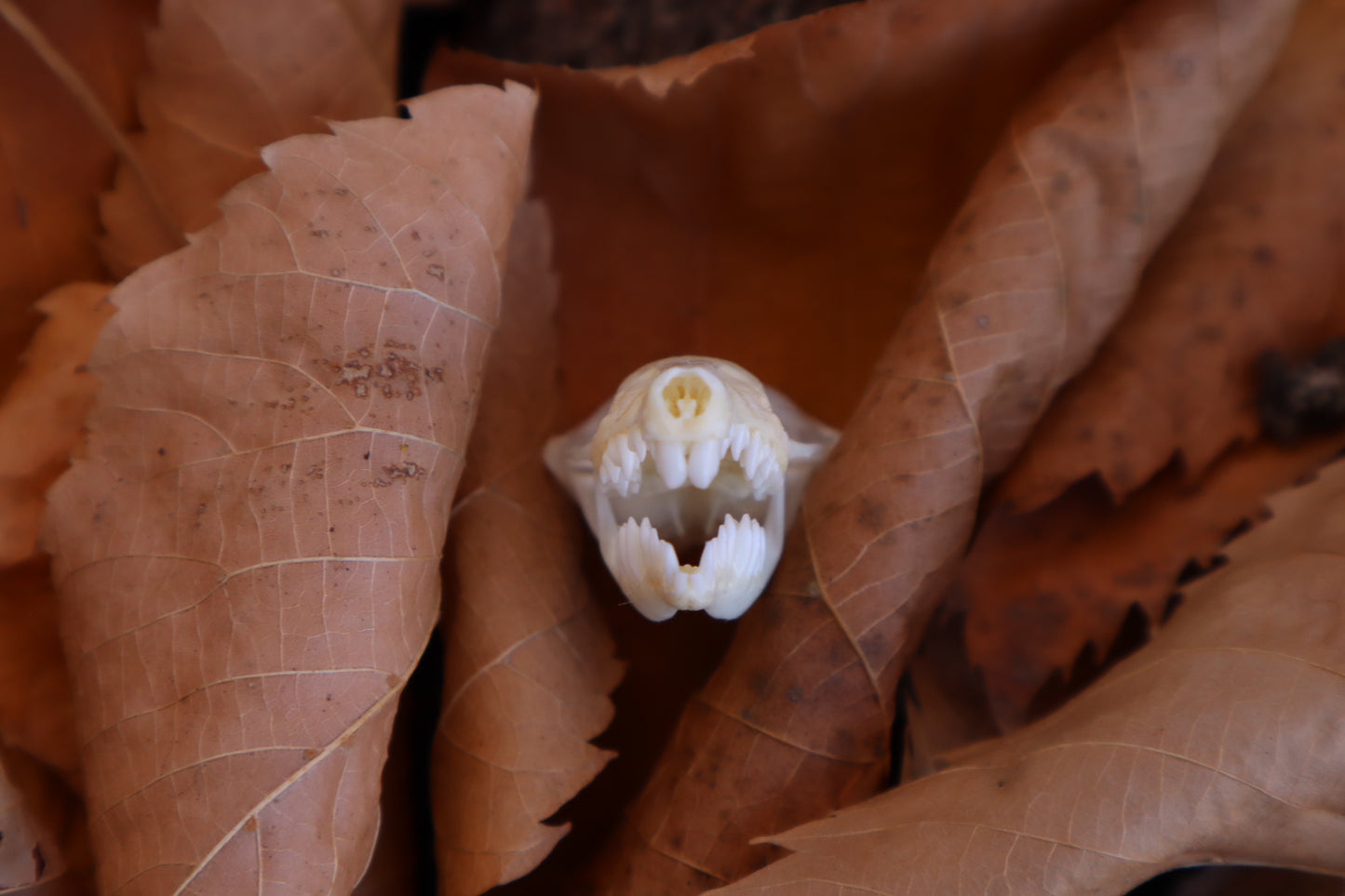 Eastern Mole Skull