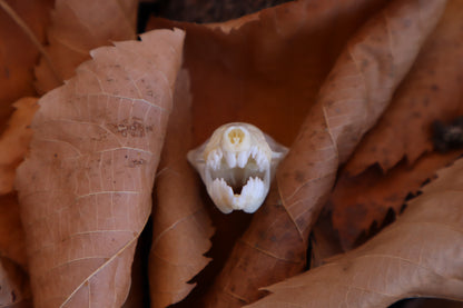 Eastern Mole Skull