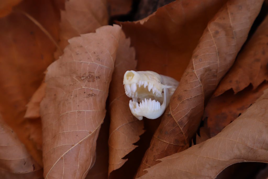 Eastern Mole Skull