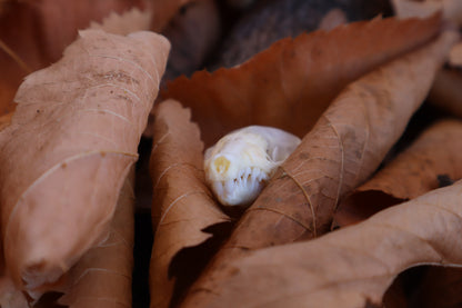 Eastern Mole Skull