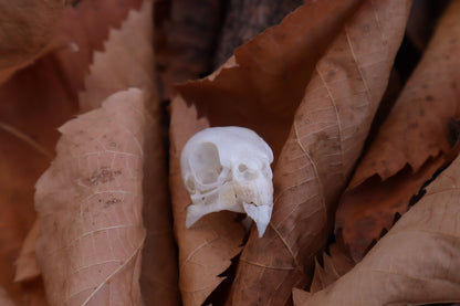 Craft Parakeet Skull