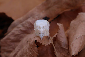 Craft Parakeet Skull