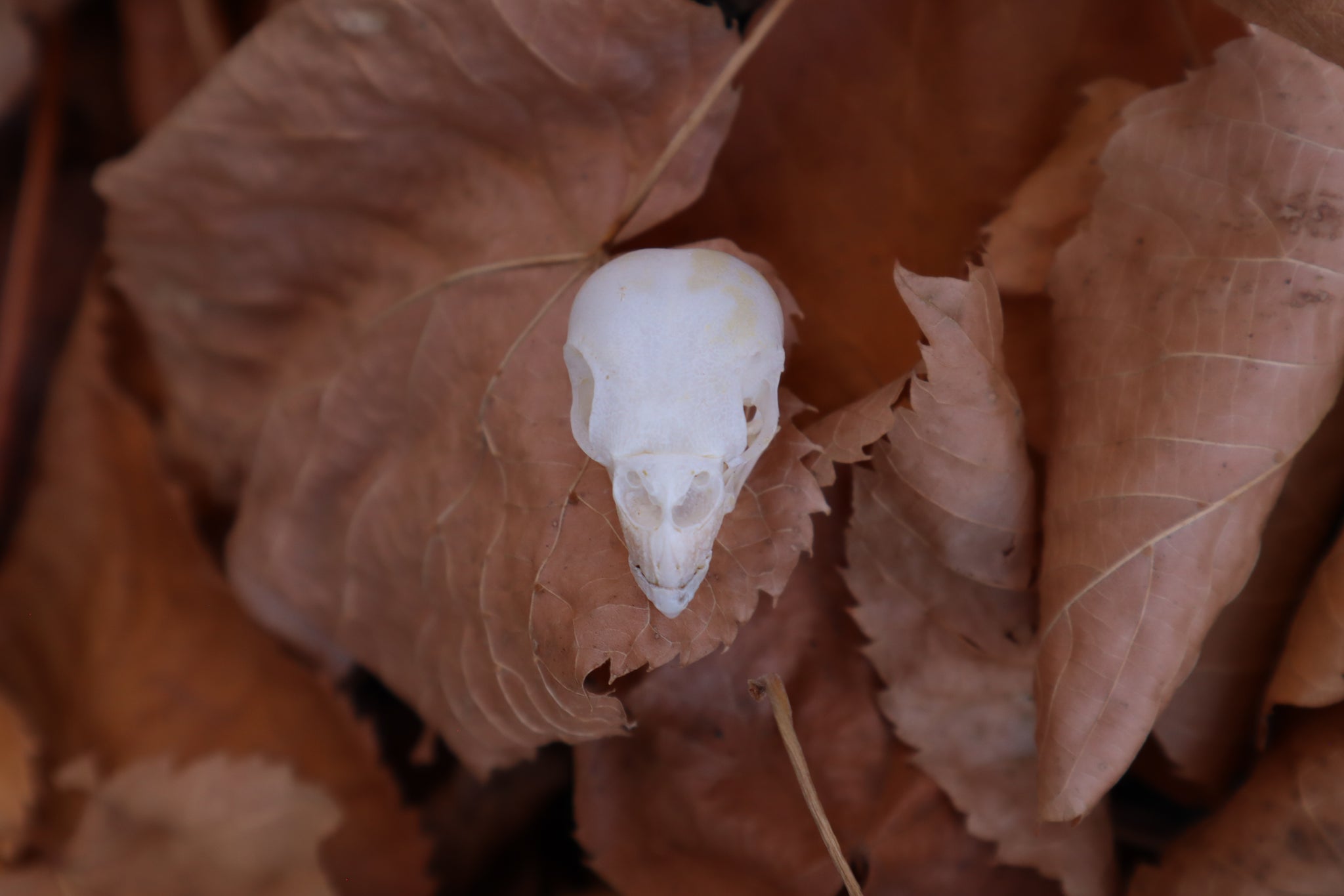 Craft Parakeet Skull