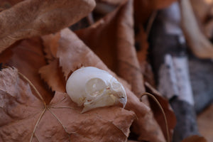 Craft Parakeet Skull