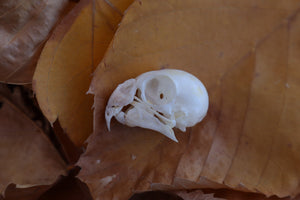 Craft Parakeet Skull