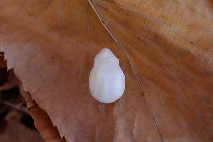 Craft Parakeet Skull