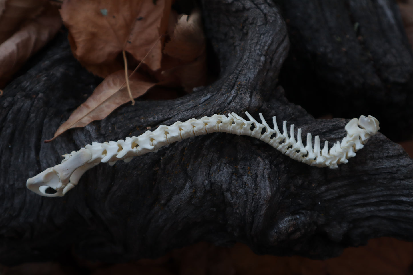 Domestic Kitten Spinal Column Articulation