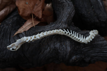 Domestic Kitten Spinal Column Articulation