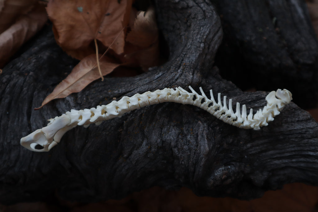 Domestic Kitten Spinal Column Articulation