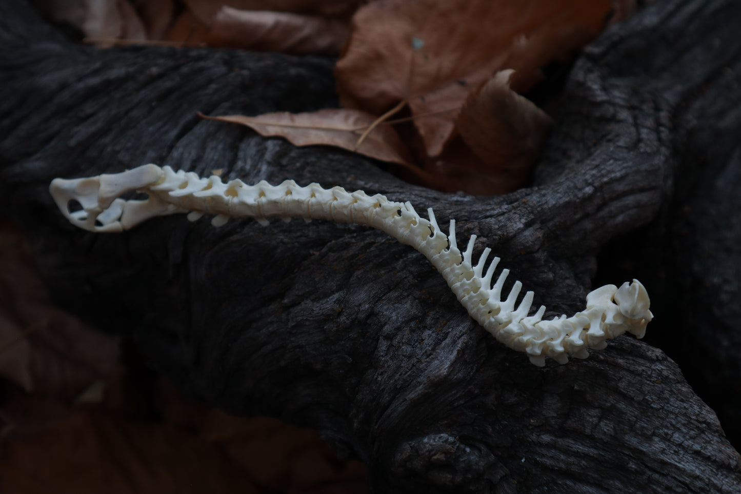 Domestic Kitten Spinal Column Articulation