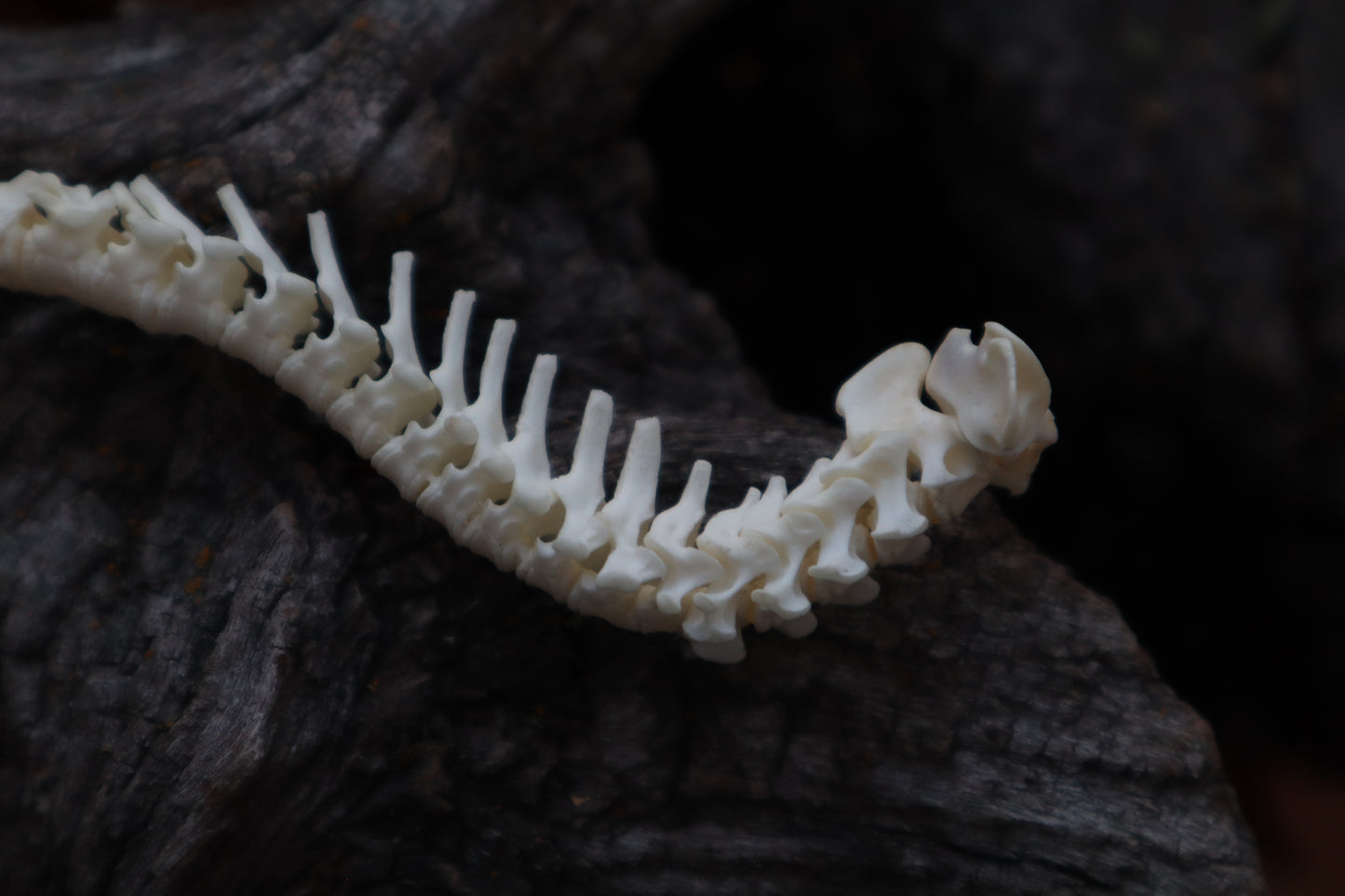 Domestic Kitten Spinal Column Articulation