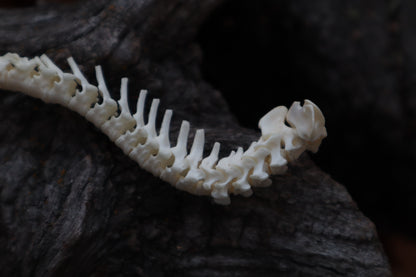 Domestic Kitten Spinal Column Articulation