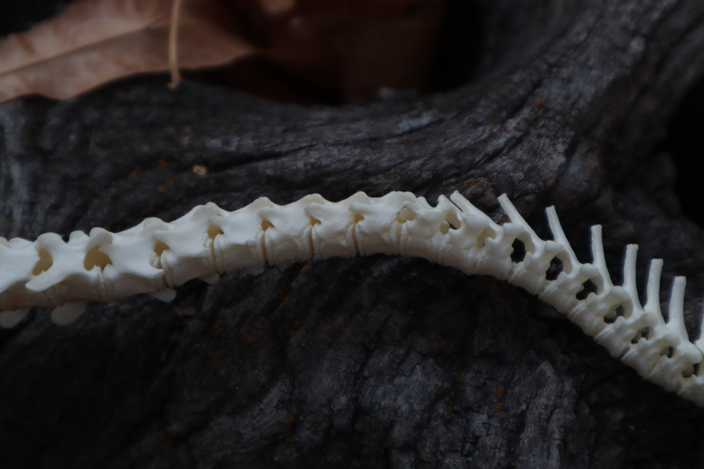 Domestic Kitten Spinal Column Articulation