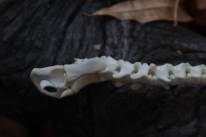 Domestic Kitten Spinal Column Articulation