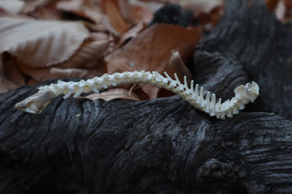 Domestic Kitten Spinal Column Articulation