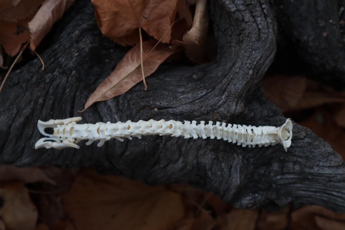 Domestic Kitten Spinal Column Articulation