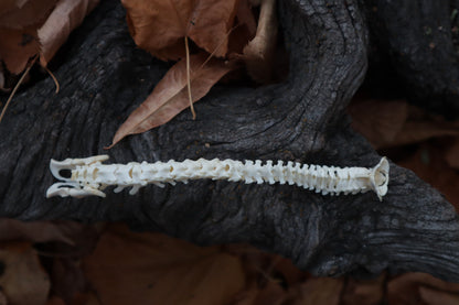 Domestic Kitten Spinal Column Articulation