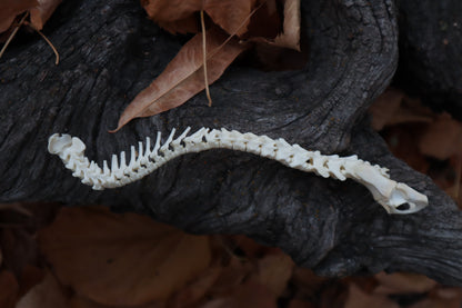 Domestic Kitten Spinal Column Articulation