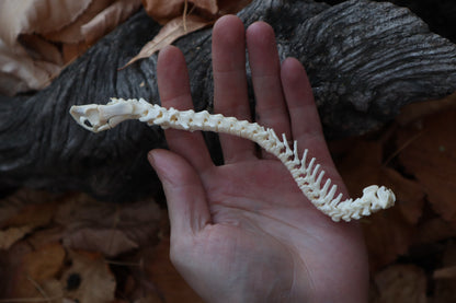 Domestic Kitten Spinal Column Articulation