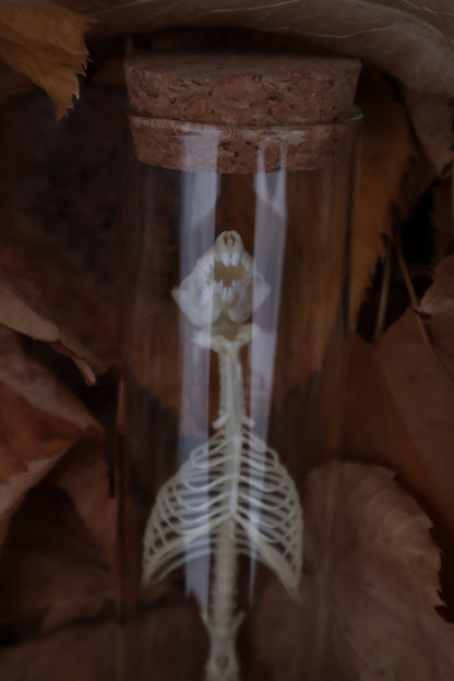 Mole Skull and Articulated Spinal Column