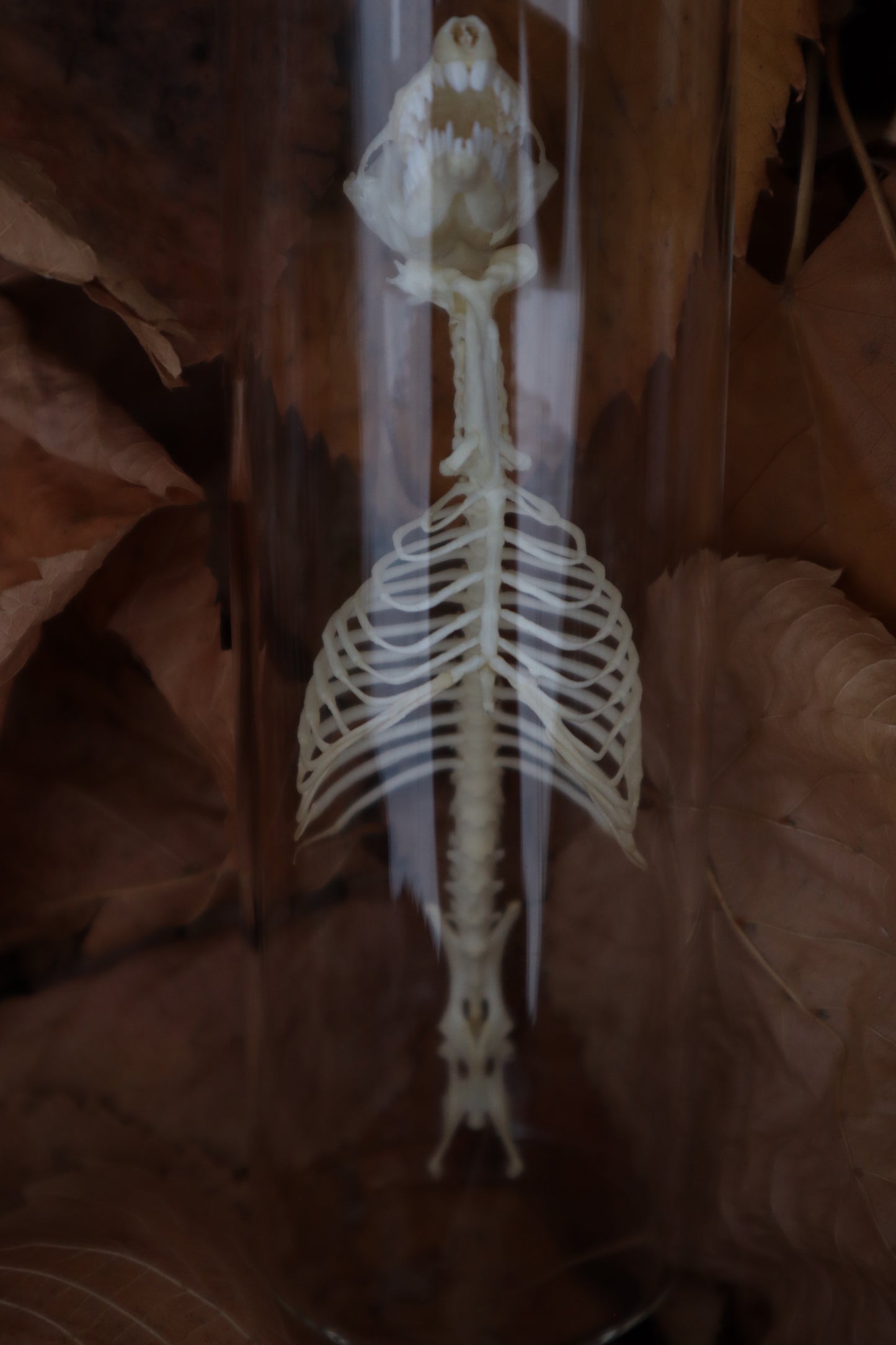 Mole Skull and Articulated Spinal Column