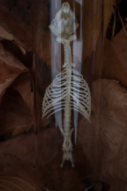 Mole Skull and Articulated Spinal Column